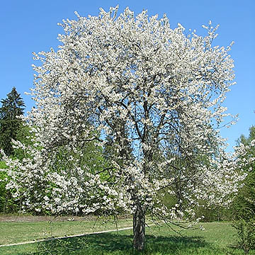Общий вид цветущего дерева