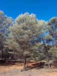 Acacia catenulata