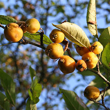 Яблоня бутанская (Malus bhutanica)