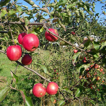 Яблоня домашняя (Malus domestica), сорт «Джонаголд»