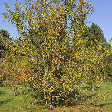 Яблоня Сиверса (Malus sieversii)