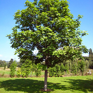 Ясень обыкновенный (Fraxinus excelsior) – один из крупнейших в Европе естественных лиственных деревьев