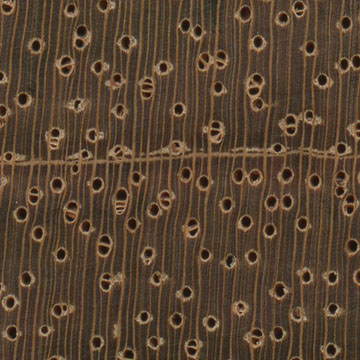 Ятоба – волокна древесины (увеличено)