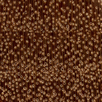 Арараканга – волокна древесины (увеличено)