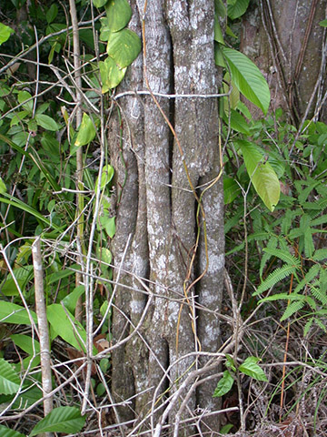 Арараканга (Aspidosperma megalocarpon) – ствол