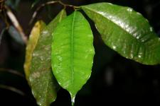Листья Brosimum alicastrum в ботаническом саду Уилсона (провинция Пунтаренас, Коста-Рика)