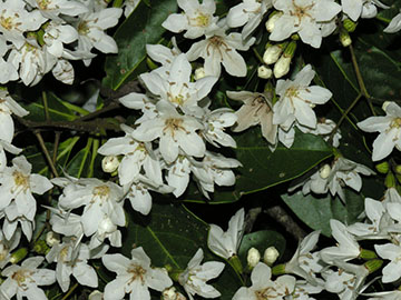 Цветки Cordia megalantha
