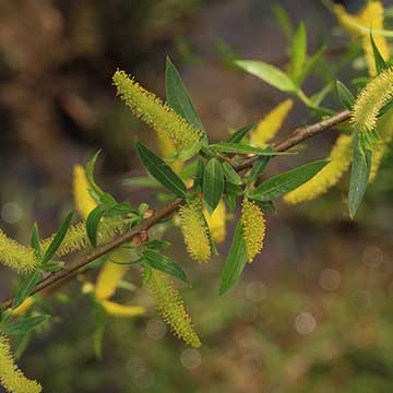 Ива чёрная (Salix nigra)
