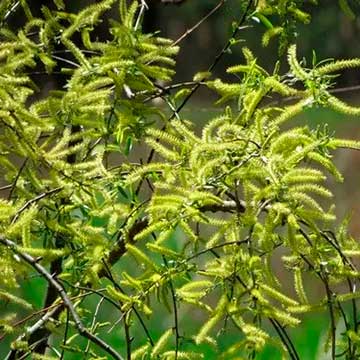 Ива чёрная (Salix nigra)