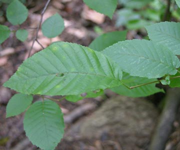 Граб каролинский – листья