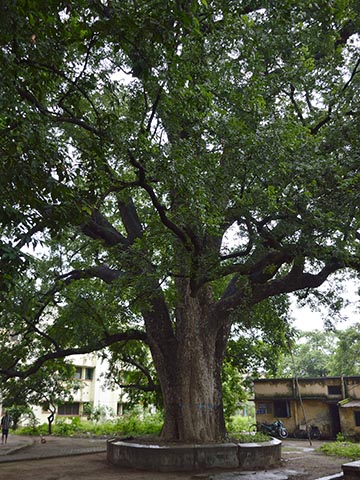 Красное дерево или Swietenia mahagoni (Meliaceae) bp Вест-Индии, в кампусе колледжа Serampore, Хугли