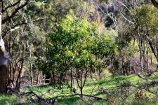 Золотая акация – Acacia pycnantha