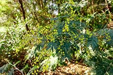 Акация серебристая (Acacia dealbata)