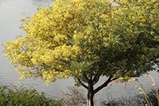 Акация серебристая (Acacia dealbata)