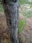 Ствол дерева среднего размера, растущего в штате Виктория (Австралия) – акация серебристая (Acacia dealbata)