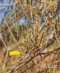 Акация безжилковая или Мулга – Acacia aneura