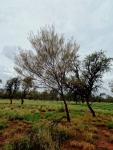 Акация безжилковая или Мулга – Acacia aneura