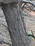 Акация безжилковая или Мулга – Acacia aneura var. aneura