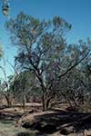 Акация узколистная (лат. Acacia stenophylla)
