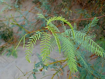 Prosopis glandulosa в национальном парке Долине Смерти, штат Калифорния, США