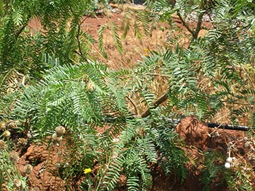 Типичный Prosopis glandulosa. О. Молокаи, штат Гавайи, США