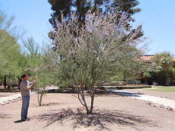 Хотя родом из пустыни Сонора, обычно культивируется как декоративное растение