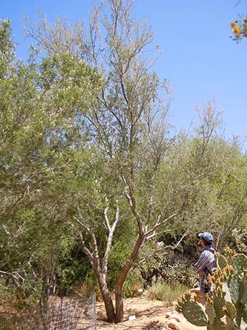 Пустынное железное дерево посажено как декоративное растение