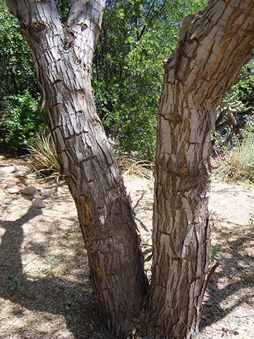 Кора на основных стволах старых деревьев становится бороздчатой или растресканной и утрачивает прилистные шипы