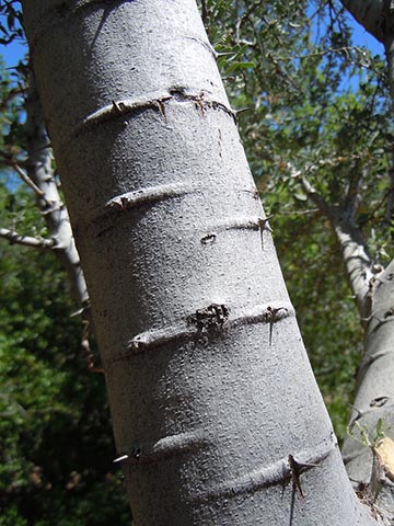 Слегка гладкая серая кора обычно сохраняет прилистные шипы, образовавшиеся во время первоначального формирования ветвей
