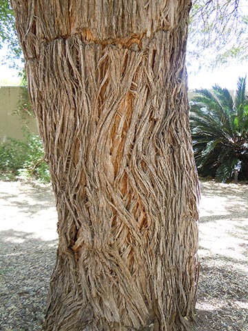 Кора на основных стволах старых деревьев становится бороздчатой или растресканной и теряет прилистные шипы
