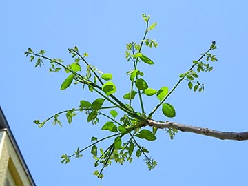 Молодое дерево – побег двойных перистых листьев. Берлин, Германия