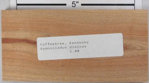 Кентуккийское кофейное дерево – Gymnocladus dioicus