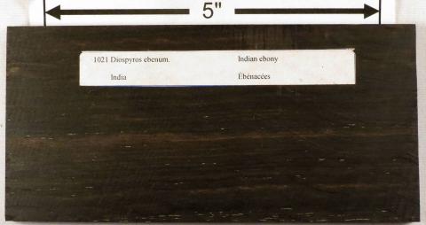 Цейлонский эбен – Diospyros ebenum