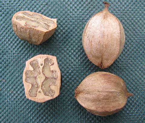 Орехи: слева – в сечении, справа – целые