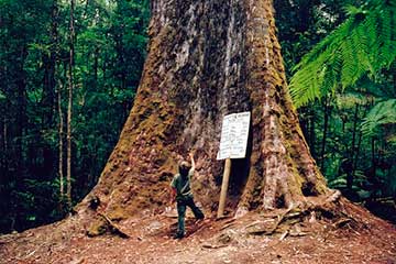 Дерево высотой 95 м и диаметром ствола 13 м. Знак у его основания указывает его размеры и тоннаж древесины, которая потенциально может быть нарезана из него