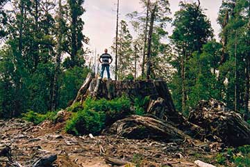 Пень одного из самых больших Эвкалиптов (Eucalyptus regnans), который был зарегистрирован в Тасмании. Мужчина - 1,86м