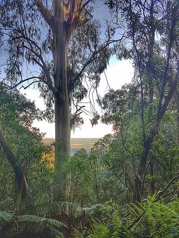Пейзаж с эвкалиптовым лесом в Национальном парке Данденонг-Рейнджес (Австралия, шт. Виктория)
