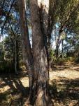 Эвкалипт крепкий – Eucalyptus robusta